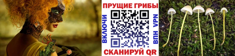 кракен tor  Аткарск  Галлюциногенные грибы Psilocybe  закладки 